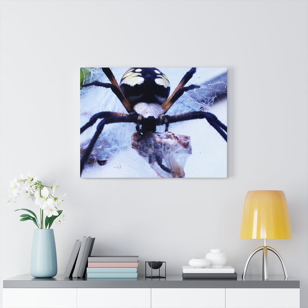 Spider