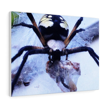 Spider