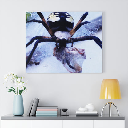 Spider