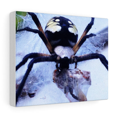 Spider